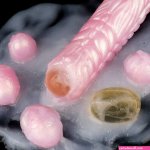 8Inch Ovipositor Dildo Add nail treasure egg laying Dildo