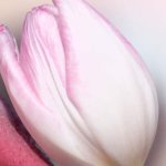 The politics of cunnilingus: the oral sex gap