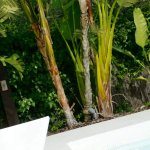Apolonia Lapiedra Is Getting Fucked On The Pool Deck!